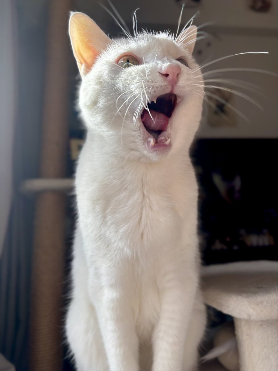 神々しい巻き舌ガオー！
今日は暖かくなりそうです🌞
#ガオー曜日
#猫のいる暮らし　#猫のいる幸せ　#猫