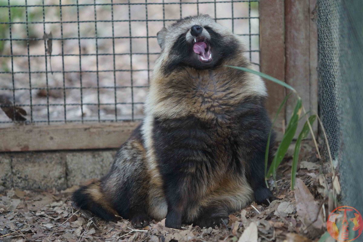 写真をダブルタップすると
たっぷたぷなタヌのお腹が見れます