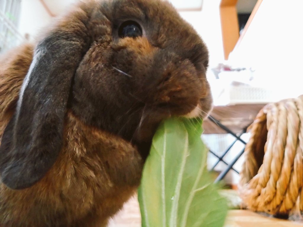 今日はチンゲン菜🥬
寒波で気圧が下がり2日間寝込んでいました💦
チョコちゃんは元気で〜す🐰✨