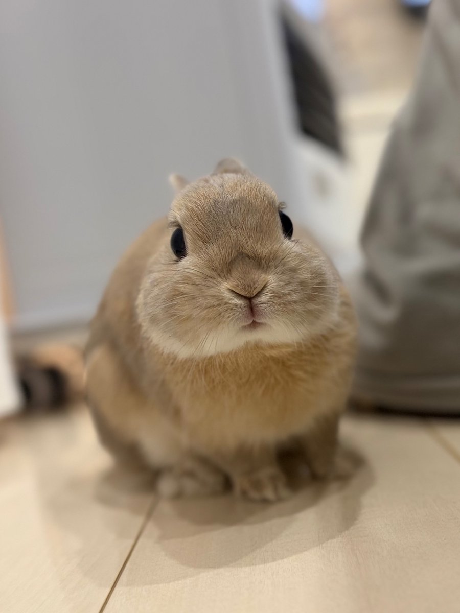 moca_usa_mofu's tweet image. Been watching you… forever. No escape from the fluff gaze. 🐰