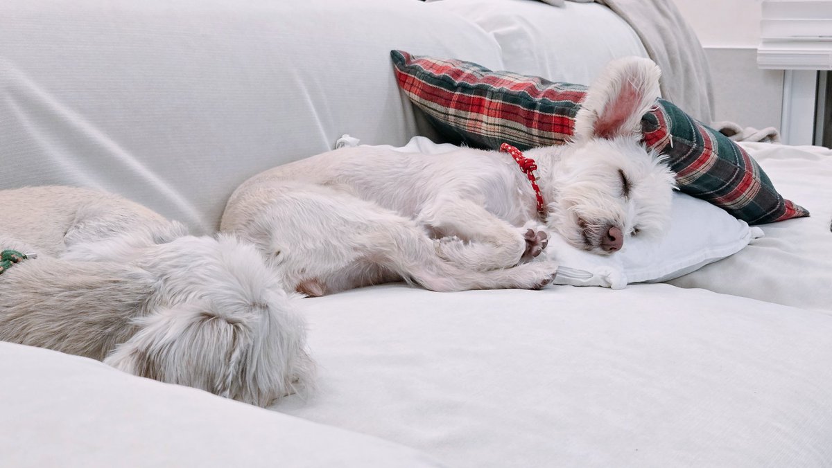 릴로징키 시스터즈 (@_hellojinx) on Twitter photo 