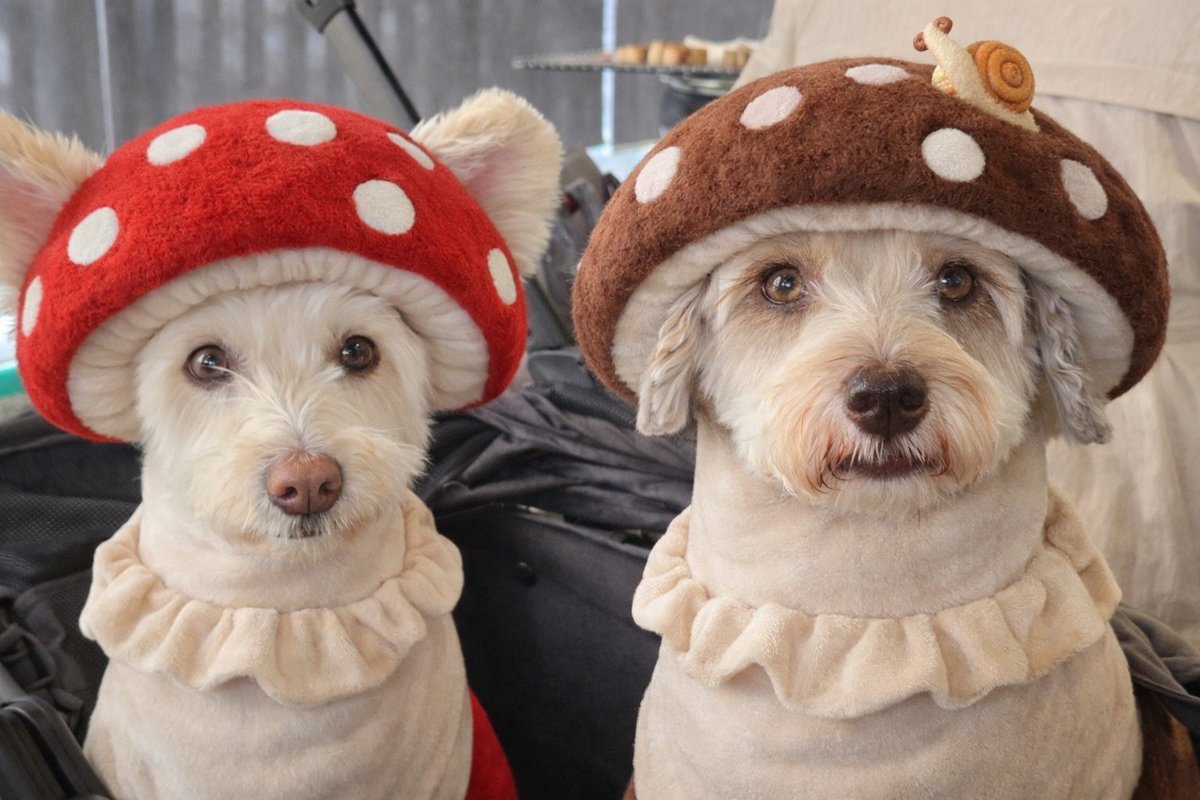 아니 너무 귀엽잖아 독버섯과 표고버섯,,😂