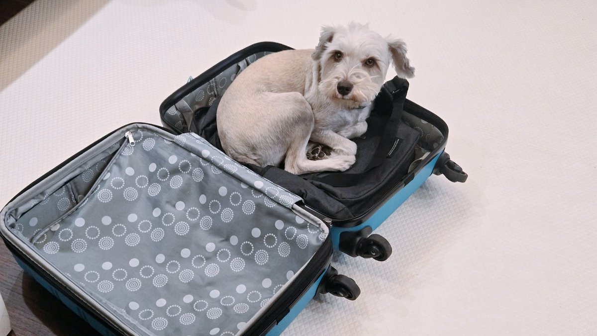 이게 뭐냐면 캐리어 잠깐 꺼냈다고 또 어디 가는 줄 알고 냅다 들어가 앉은 최보키입니다 ..... 프로 이사견...