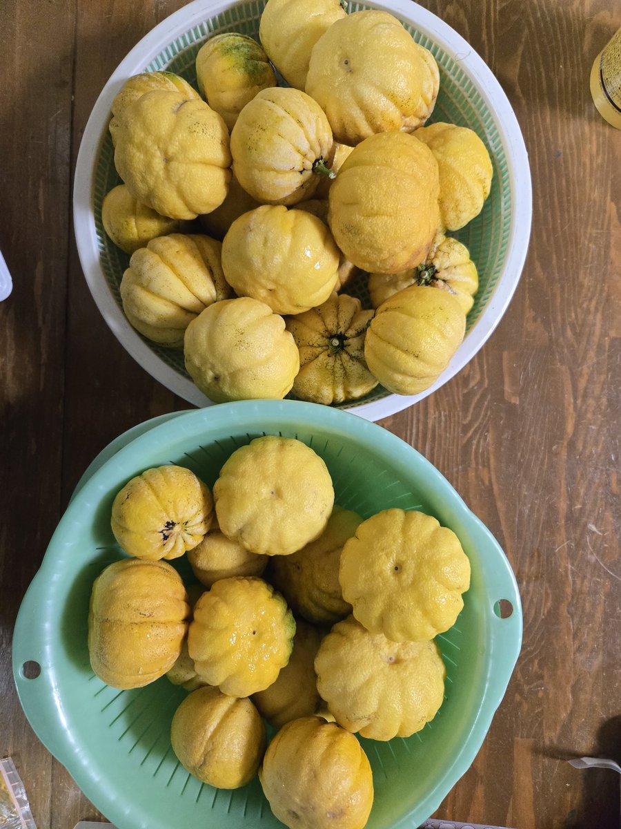 reonocc's tweet image. 孫が保育園から帰ってきて「保育園でクリスマスツリーを飾ったよ」と…なんで今頃…そうか！小年の繭玉かぁ。丁度良い枝がなく、並木道に拾いに言って、有り合わせで完成。正月飾りのダイダイ🍊を繭玉代わりにしたら中々良い出来。大風で落ちた柚子も本日回収。今晩は柚子風呂だね😃♨️🎶