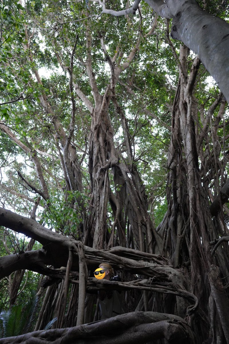 Tr4ilTop's tweet image. 年明け沖縄旅行楽しかった