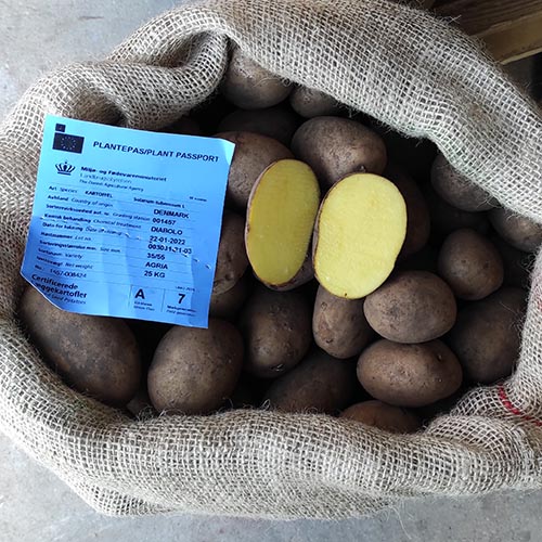 AgrogenSA's tweet photo. Πατατόσπορος και Κοκκάρι Agrogen - Newsletter - https://t.co/1Dfu5Z6q8p https://t.co/2XHfcOTrZM