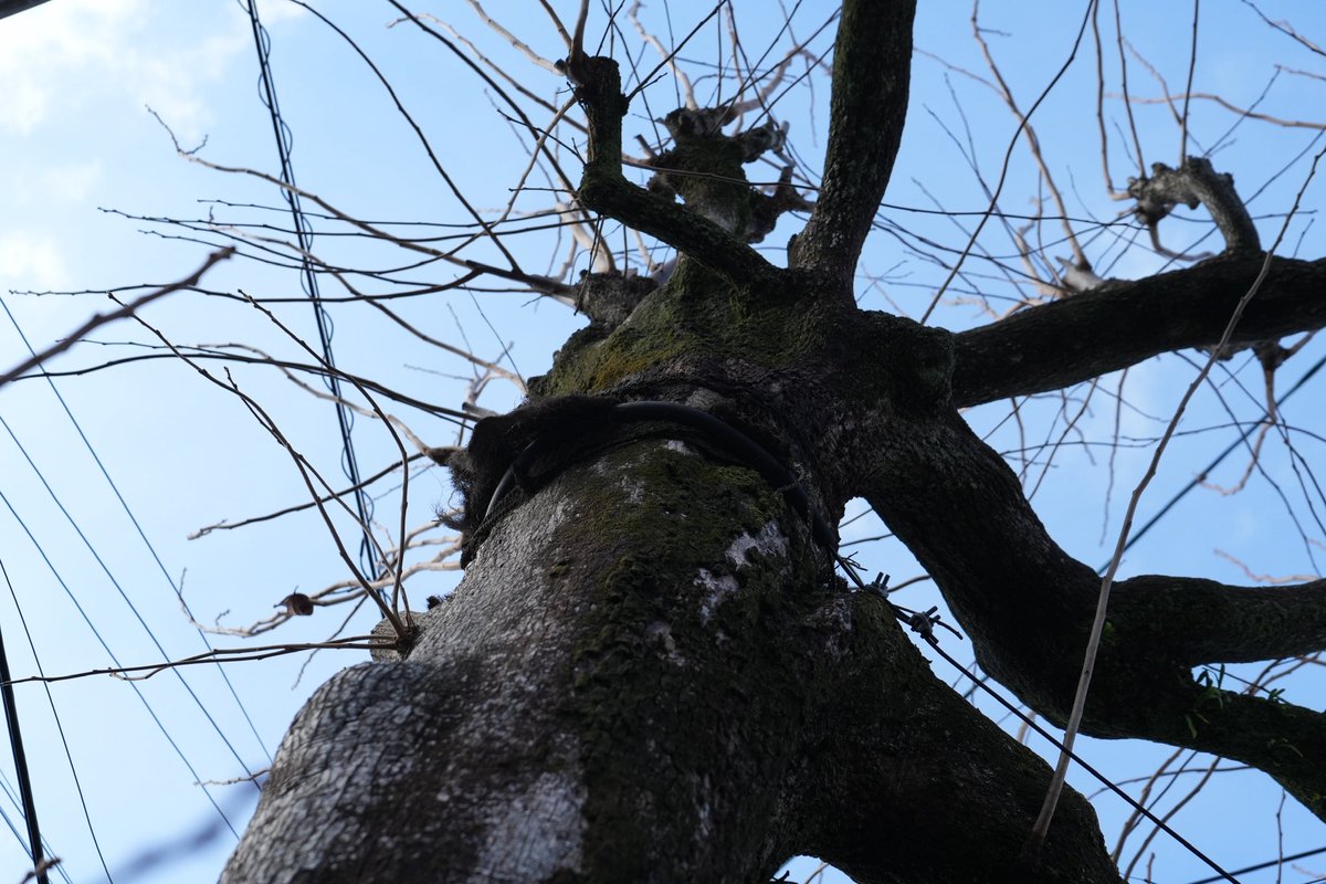 Silent City tweet media