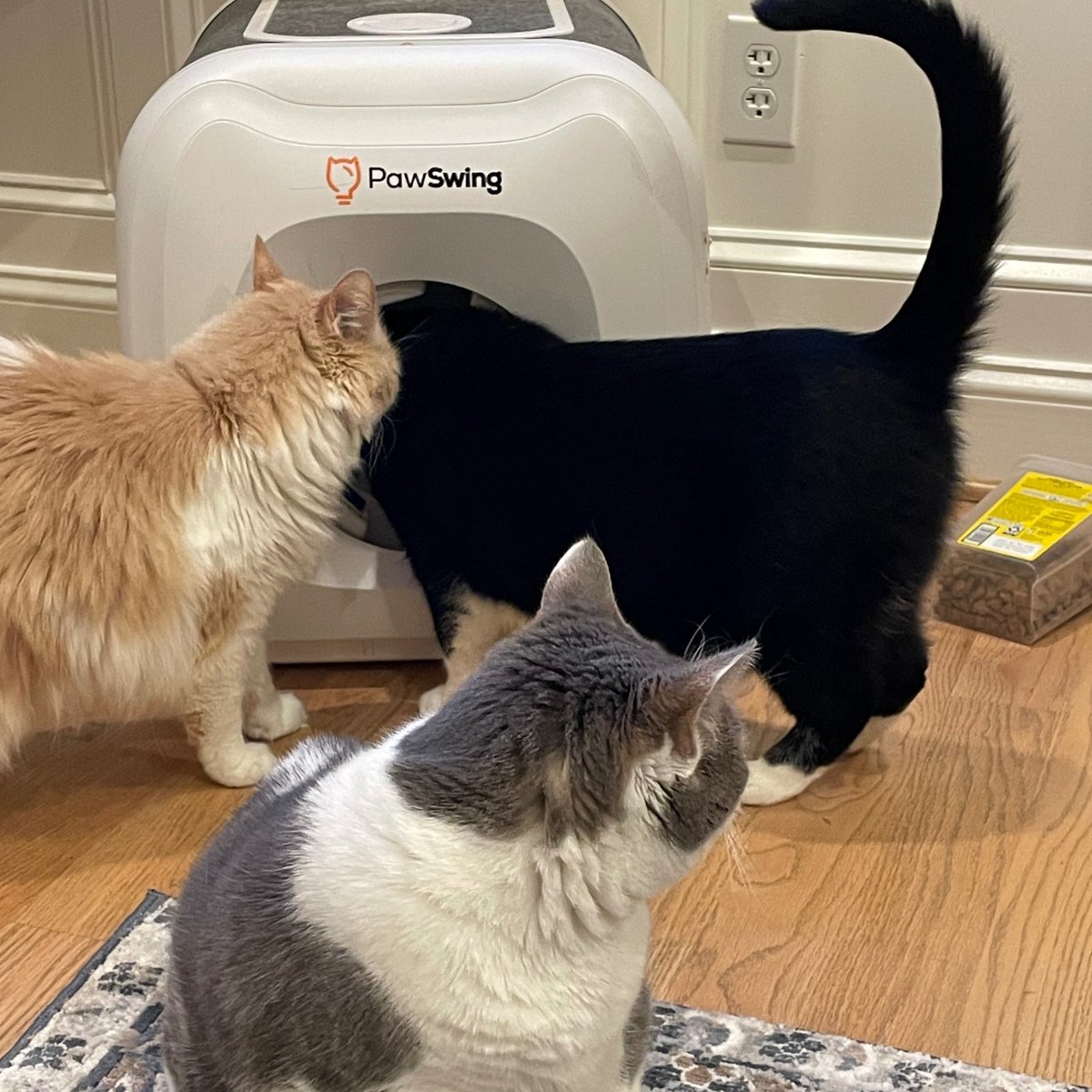 Pawswing's tweet photo. The cutest kitty squad is on a PawSwing Neo exploration mission 🐾
Yes… we even assigned one member to stand guard 😼 #PawSwing #PawSwingNeo https://t.co/S2p6lNZnXb