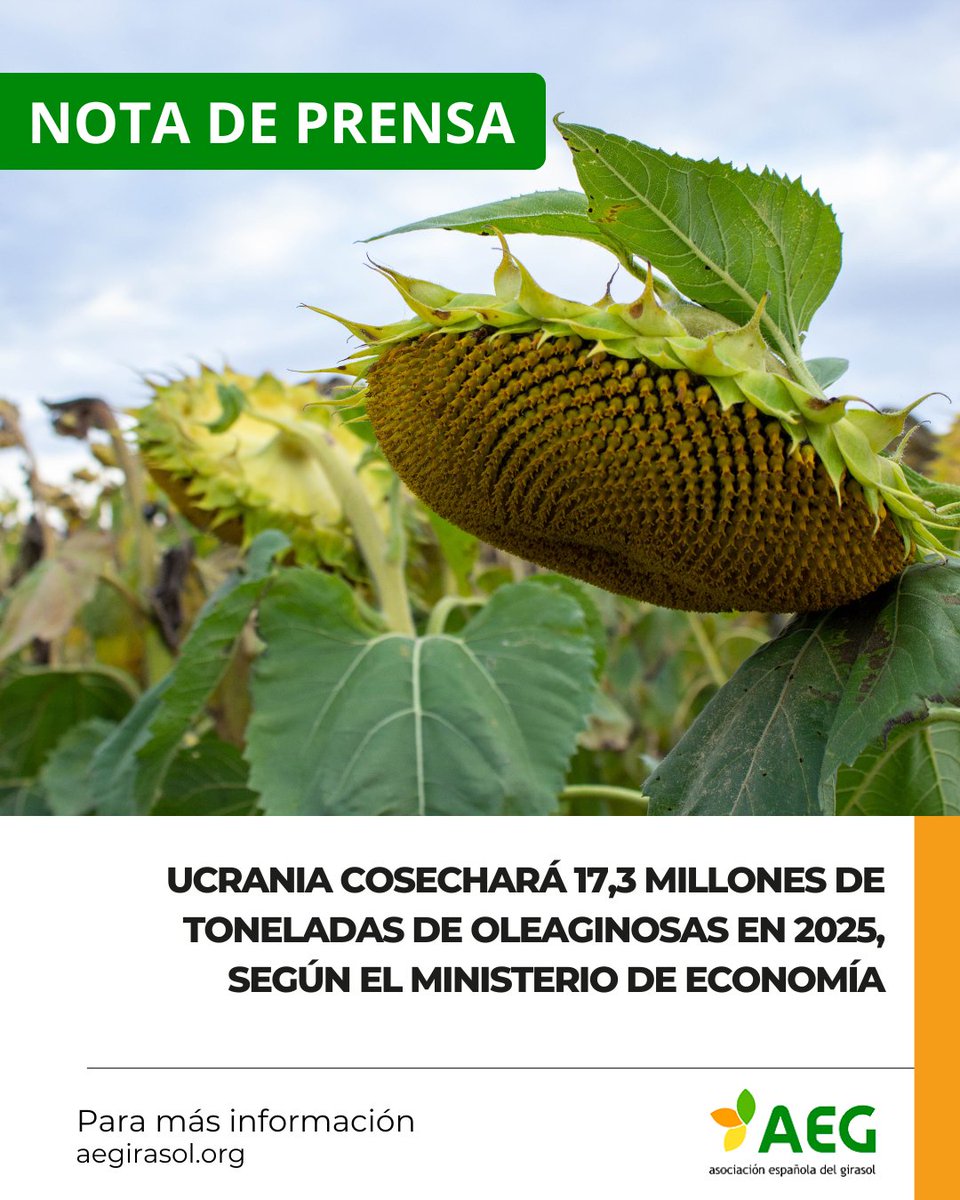 📣 Ucrania cosechará 17,3 millones de toneladas de oleaginosas en 2025, según el Ministerio de Economía.

🌻 Nueva nota de prensa ya disponible

📲 Léela completa en aegirasol.org o accede directamente desde aquí ➡️aegirasol.org/ucrania-cosech…