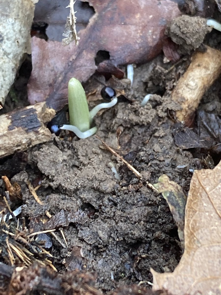 The English Oak Project tweet media