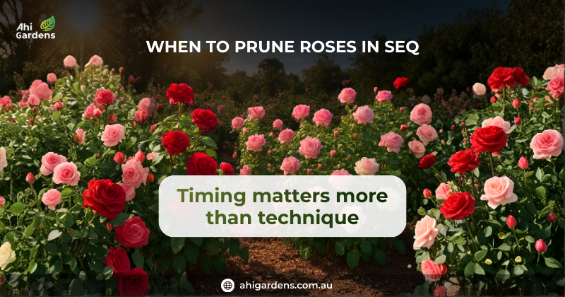 AhiGardens's tweet image. When should roses be pruned in South East Queensland?

The right timing depends on rose type, microclimate, and seasonal conditions.

Read the full guide here:
ahigardens.com.au/learning-centr…

#RoseCare #PruningTips #SEQGardens #WinterPruning #GardenEducation