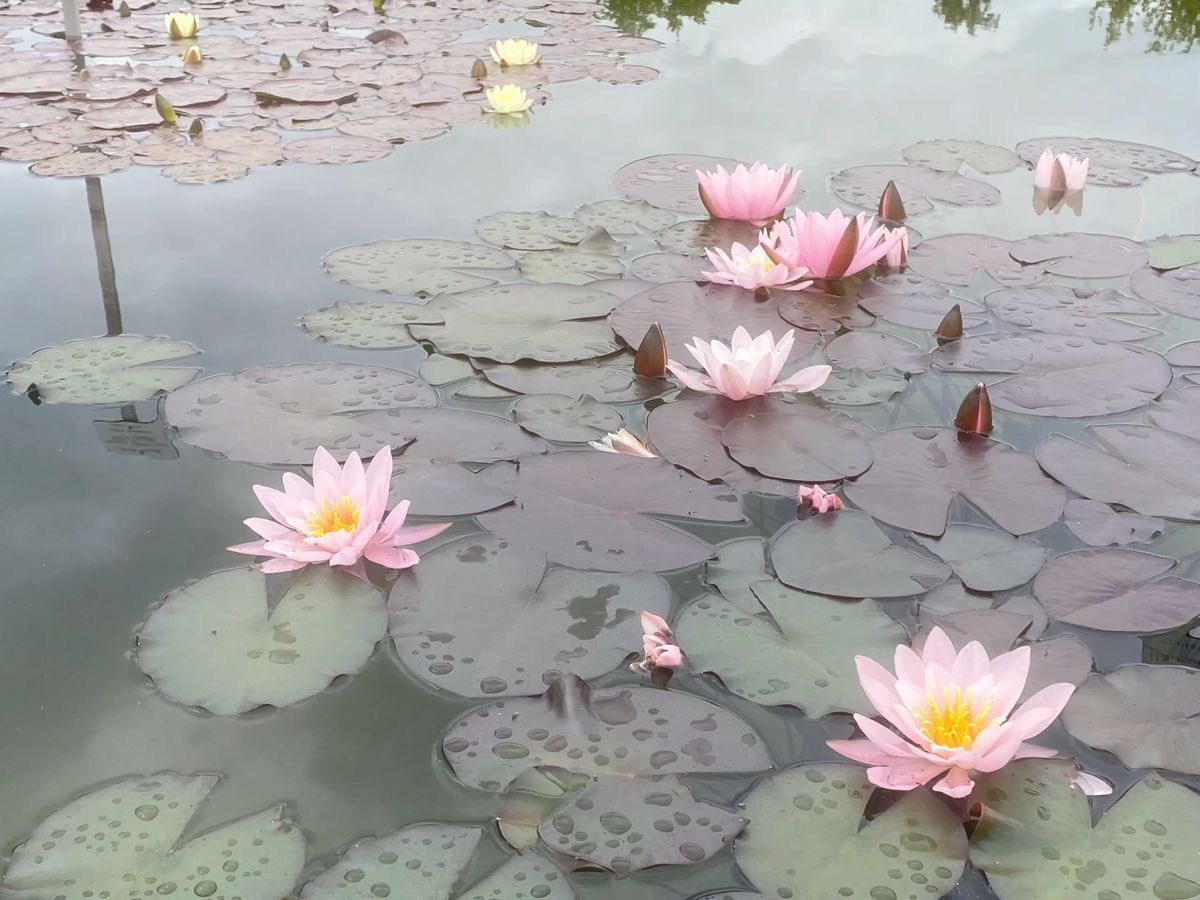 seraphicxc's tweet image. 