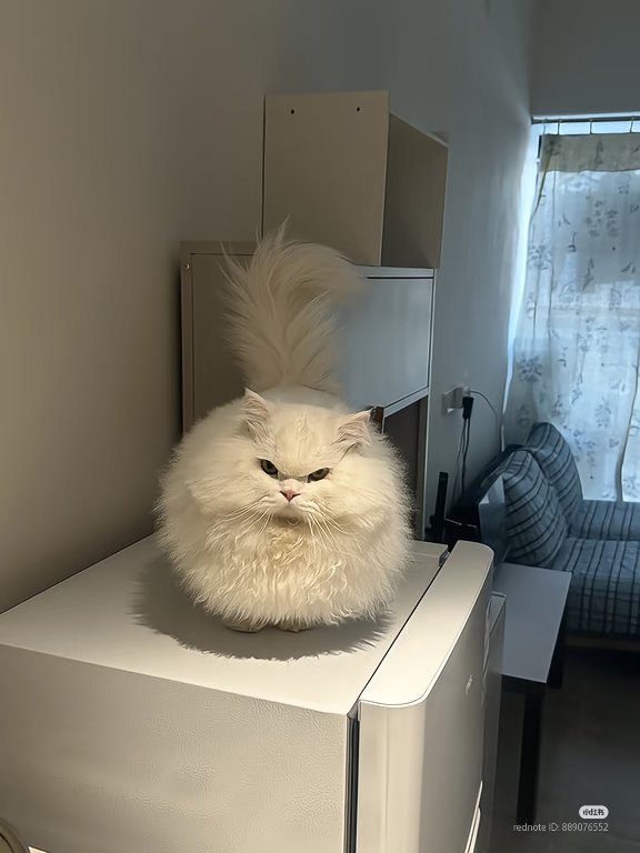 nocontextscats's tweet photo. Angy floff 😡 https://t.co/jpcggwJJCX