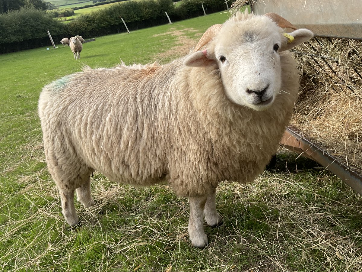 Feeling creative?  Check out my “Sky Colours” … link for you here … #needlefelting #needlefelters theanclarflock.etsy.com/listing/1868..… from my little flock! #TheAnclarFlock
