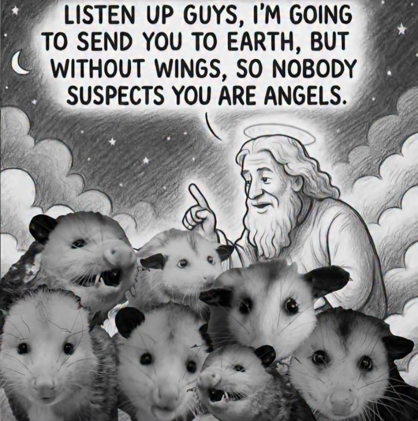 opossumlovers's tweet image. 사실 날개 없는 천사였던 주머니쥐..😇

📸 opossumdawgmom