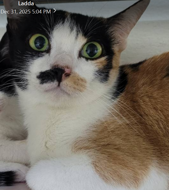 MaewHelpMaew's tweet image. พี่ๆ ลองรักแมวโตดูสักครั้ง หัวใจพี่ๆจะเปลี่ยนไปทันทีเลยค่ะ 
งือ 

#ทาสแมว #แมวโตหาบ้าน