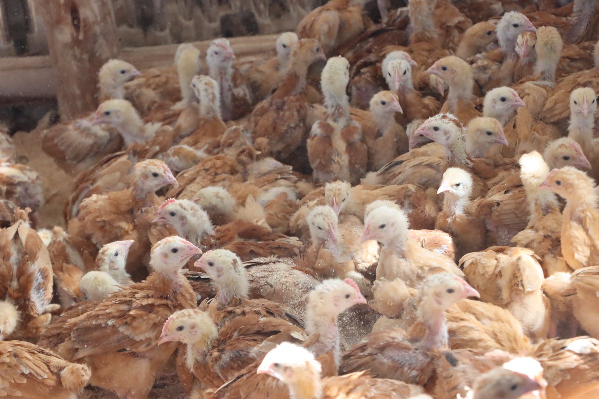 UNHCREthiopia's tweet image. In #Tigray, displaced women are turning to poultry to rebuild their lives.

To help them get started, UNHCR provided 600 chickens, 30 quintals of feed and essential supplies to women’s groups in Shire, strengthening their livelihoods, resilience and self-reliance.