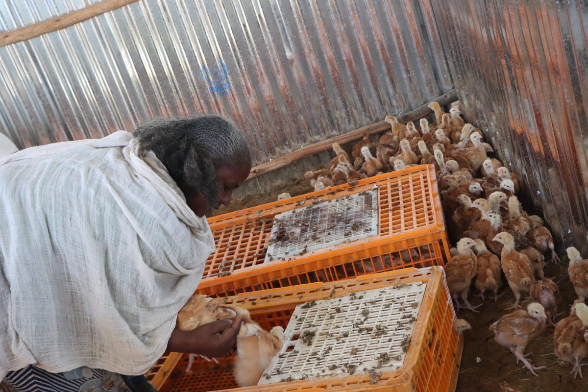 UNHCREthiopia's tweet image. In #Tigray, displaced women are turning to poultry to rebuild their lives.

To help them get started, UNHCR provided 600 chickens, 30 quintals of feed and essential supplies to women’s groups in Shire, strengthening their livelihoods, resilience and self-reliance.