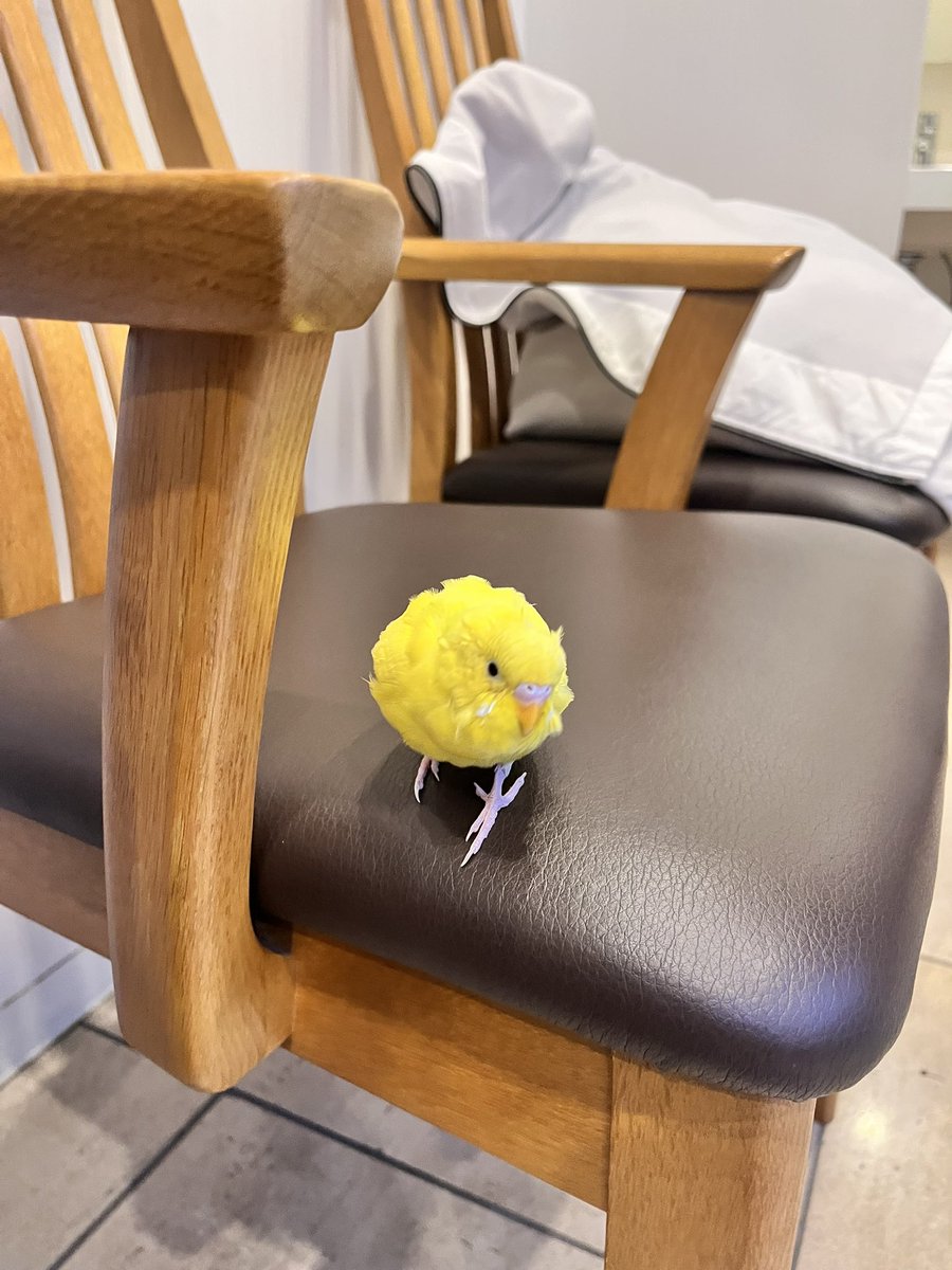 taketoshinkai's tweet photo. 中野区の歯医者さんの中に飛び込んできてしまったインコ（詳しくないけどセキセイインコですよね）を保護し、交番に届けました。
すごく人慣れしているので飼いインコと思います。背中に黒い粒模様、頭のところがはげがあります。かわいいです。
飼い主の方は中野警察署までご連絡ください。 https://t.co/93clClH5MC