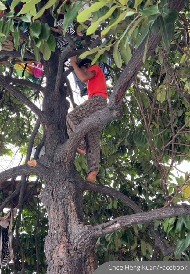 NewsBFM's tweet photo. A former cushion maker has been living in a tree by the roadside for over six months at an undisclosed location in Malaysia after being unable to afford housing.

Philanthropist Kuan Chee Heng, known as Uncle Kentang, has offered to help the man secure proper accommodation.

https://t.co/TlKu9OoLFz