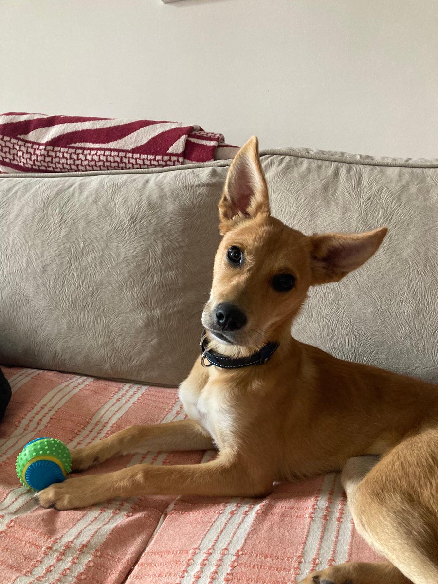 Dünya güzeli 6 aylık bir tilki ama gidecek evi yok 🥲

Lily 6 aylık dişi, küçük-orta ırk 10 kiloluk bir çocuk. Köpek ve kedilerle arası çok iyi. Temas ve oyun bağımlısı. Kemirme huyu yok ve ped eğitimi var. Tek kötü huyu ezan sesi duyduğunda hocaya eşlik ediyor 😅

Bu çocuğa en