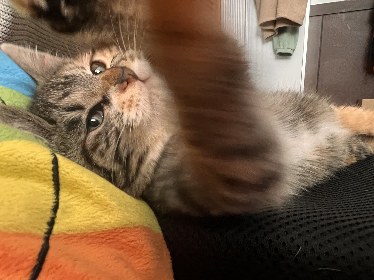 가족찾는 동글와기삼색이

삼색 여아 3개월령
밥을 와구와구 먹어요(효녀!!!!)
범백 귀진드기 등 
간단진료 받은 상태-모두 양호 

헐 이 귀탱이랑 20년 같이 살꾸야!! 
하시는분은
디엠 주십셔 ㅎㅂㅎ)/
#가족찾는아기삼색이