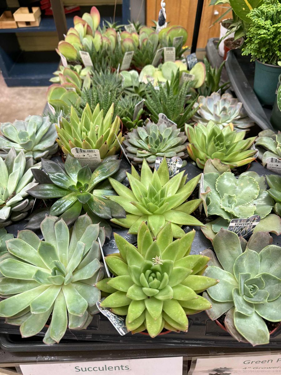 NeillsFlowers's tweet image. Add some Springtime Color to your home, office or dorm room with one of our 4 inch Blooming Plants Specials. 
#SpringPlants 
#Color