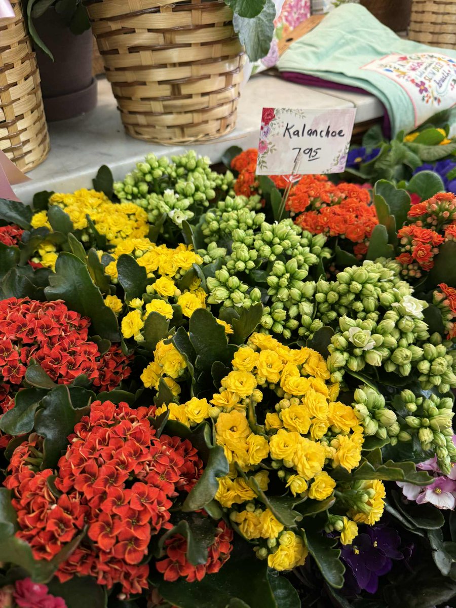 NeillsFlowers's tweet image. Add some Springtime Color to your home, office or dorm room with one of our 4 inch Blooming Plants Specials. 
#SpringPlants 
#Color