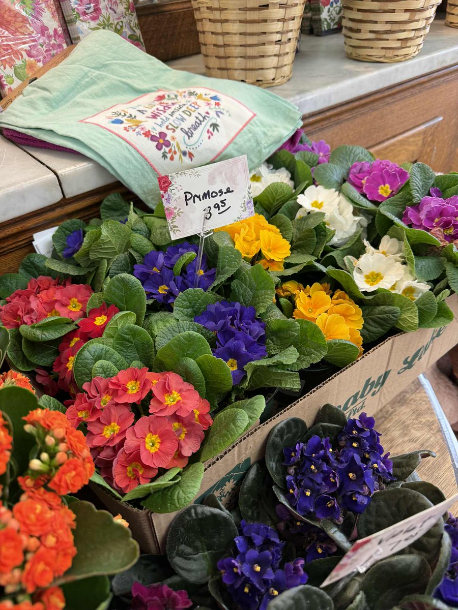 NeillsFlowers's tweet image. Add some Springtime Color to your home, office or dorm room with one of our 4 inch Blooming Plants Specials. 
#SpringPlants 
#Color