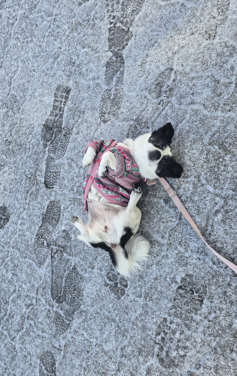 이것도 눈밭이라고 좋댄다