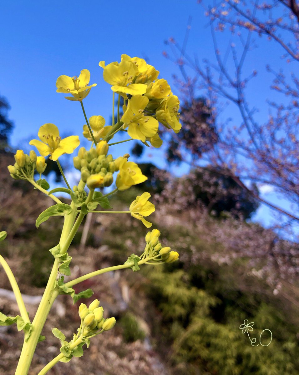 eO48544649's tweet photo. こんにちは🌤️
本日もよろしくお願いします🍀
Good afternoon❣️
Have a wonderful Tuesday. 💐
#TLを花でいっぱいにしよう
#FlowerPhotography
#なのはな #菜の花
#なばな #菜花
#あぶらな #油菜
#CanolaFlowers
#RapeFlowers
#黄色い花 https://t.co/y8yNJklfIj