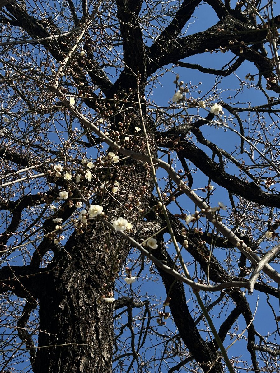 GOMIパトRUN中
この強風で道路にまで散らばった
空き缶を40本以上見つけ拾っていると

タクシー待ちをしていた見知らぬ方が
僕も一緒に拾いますと手伝ってくださり
(カッコいい！！)
その優しさに感動

世の中捨てたもんじゃない

力を合わせ
より良い世界にして行こう🫶🕊️

白梅も微笑んでいたよ☺︎