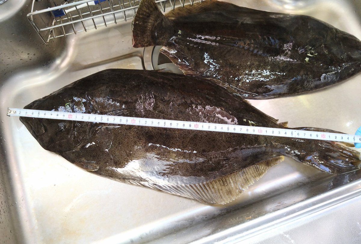 今からひらめを捌くっちゃ！！