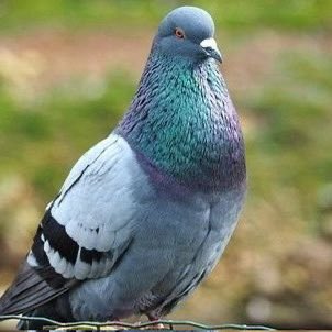 codelikesam's tweet image. one word for this legend.