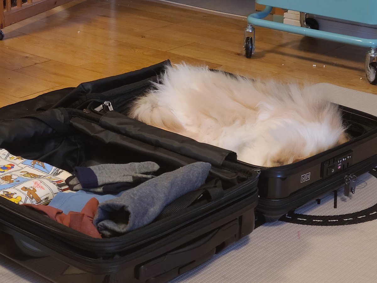 キャリーケース片付けないともふもふが発生します😂
#猫のいる暮らし #猫のいるしあわせ