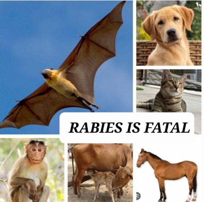 Rabies is fatal. Make sure your child gets the vaccine in the thigh or in the shoulder based on the age, and the route of administration. No vaccine is to be administered in the buttocks. It has a high chance of being ineffective if administered so.

Do not go by the misleading