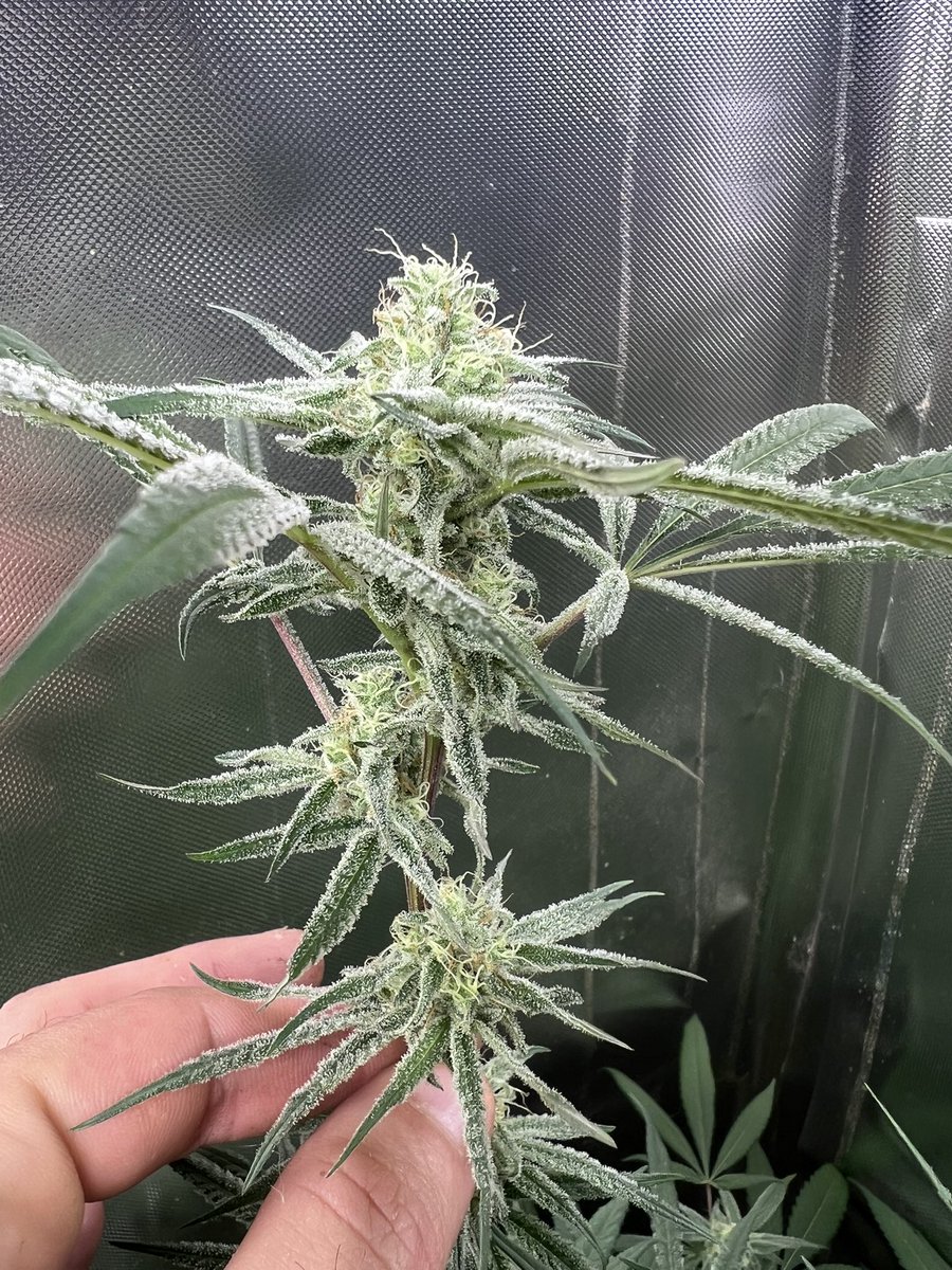 SMEEDY_GENETICS's tweet photo. Frozen bag f2 this will be enough to last me 4 months I think. #cannabis #photoperiod #StonerFam https://t.co/R8IdBCTJvt