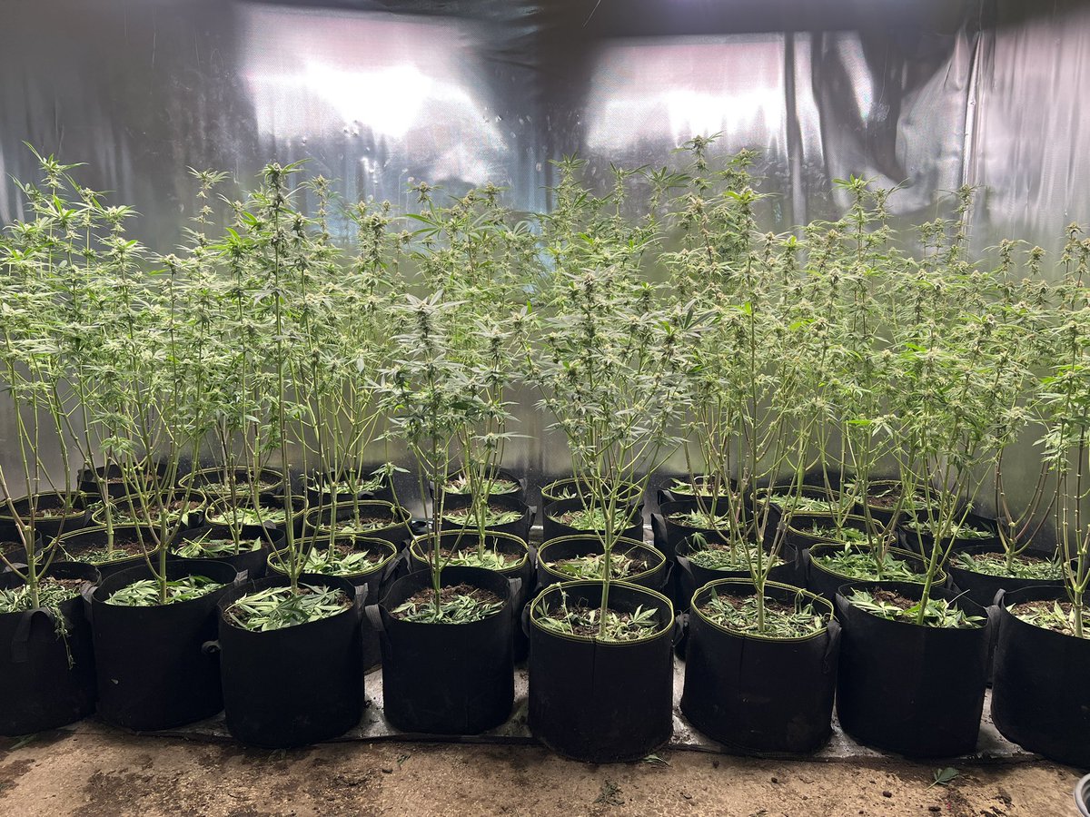 SMEEDY_GENETICS's tweet photo. Frozen bag f2 this will be enough to last me 4 months I think. #cannabis #photoperiod #StonerFam https://t.co/R8IdBCTJvt