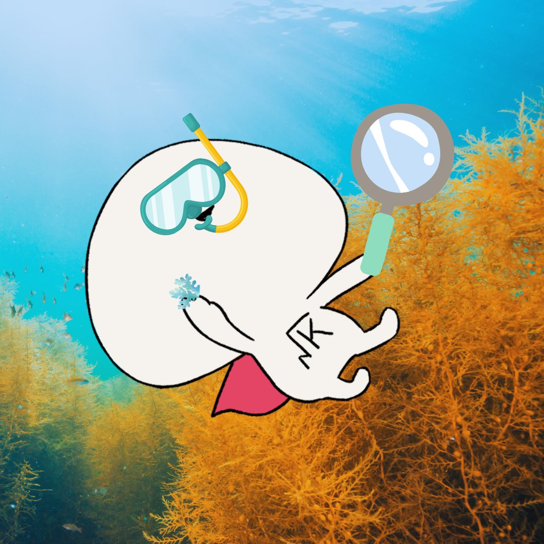 きんちゃん (@kinchanofficial) / Posts / X