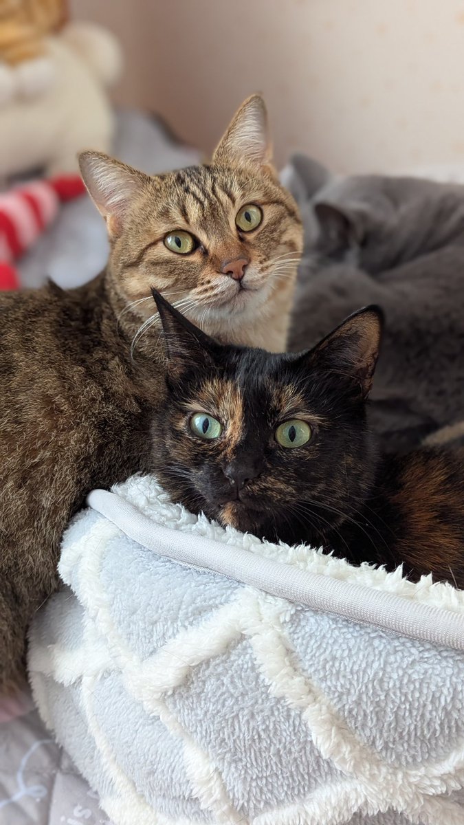 ねこねこねこね ねこね、こねこね。『ねこは何でも知っている』Music Video - YouTube