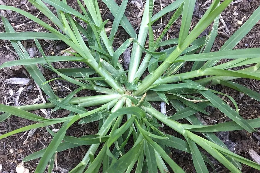 This is a bothersome weed, called sawi or mombe, often growing in your field, garden or around cattle pens. Also known as goose grass. 

The bright side is that it’s also a herb. You can make green tea with it. It’s a traditional medicine. It has  diuretic, anti-inflammatory, and