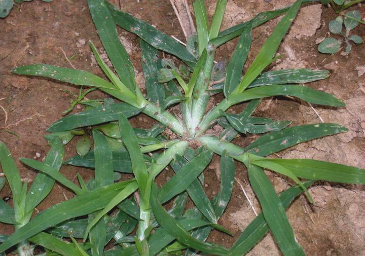 matigary's tweet photo. This is a bothersome weed, called sawi or mombe, often growing in your field, garden or around cattle pens. Also known as goose grass. 

The bright side is that it’s also a herb. You can make green tea with it. It’s a traditional medicine. It has  diuretic, anti-inflammatory, and antioxidant properties, helping with urinary issues (kidney stones, UTIs), skin conditions (eczema, wounds as a poultice), fevers, coughs, and digestive problems. 

Nature heals.