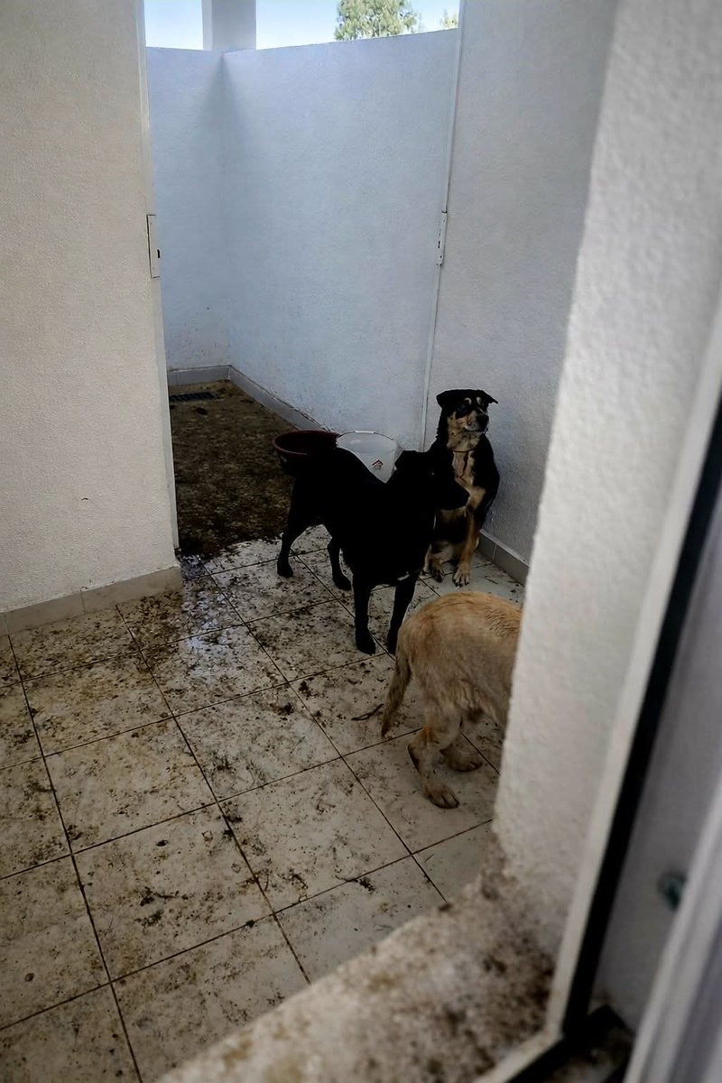 luzelenachavez8's tweet image. A partir de este momento contaré los días en los que @ClaraBrugadaM tendrá a los franciscanitos prisioneros en transportadoras que no cumplen con el tamaño para que puedan estirar sus extremidades.

A los perritos ancianos que fue a tirar a un albergue en el Ajusco donde no hay…