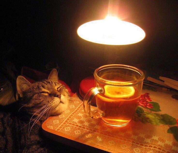 • (@purhaya) on Twitter photo 