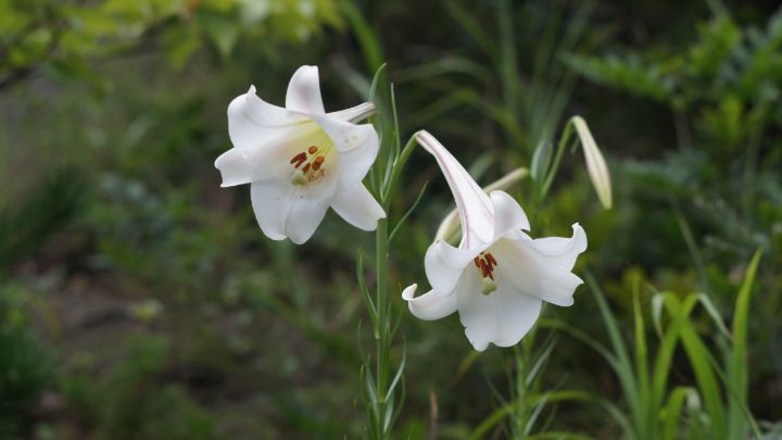 Hawk3330's tweet image. Art of the Day! "Lily３". Buy at: ArtPal.com/HawkOren?i=301…