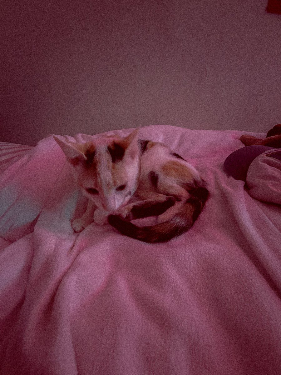 adottjohn's tweet image. i am now a father 🌹