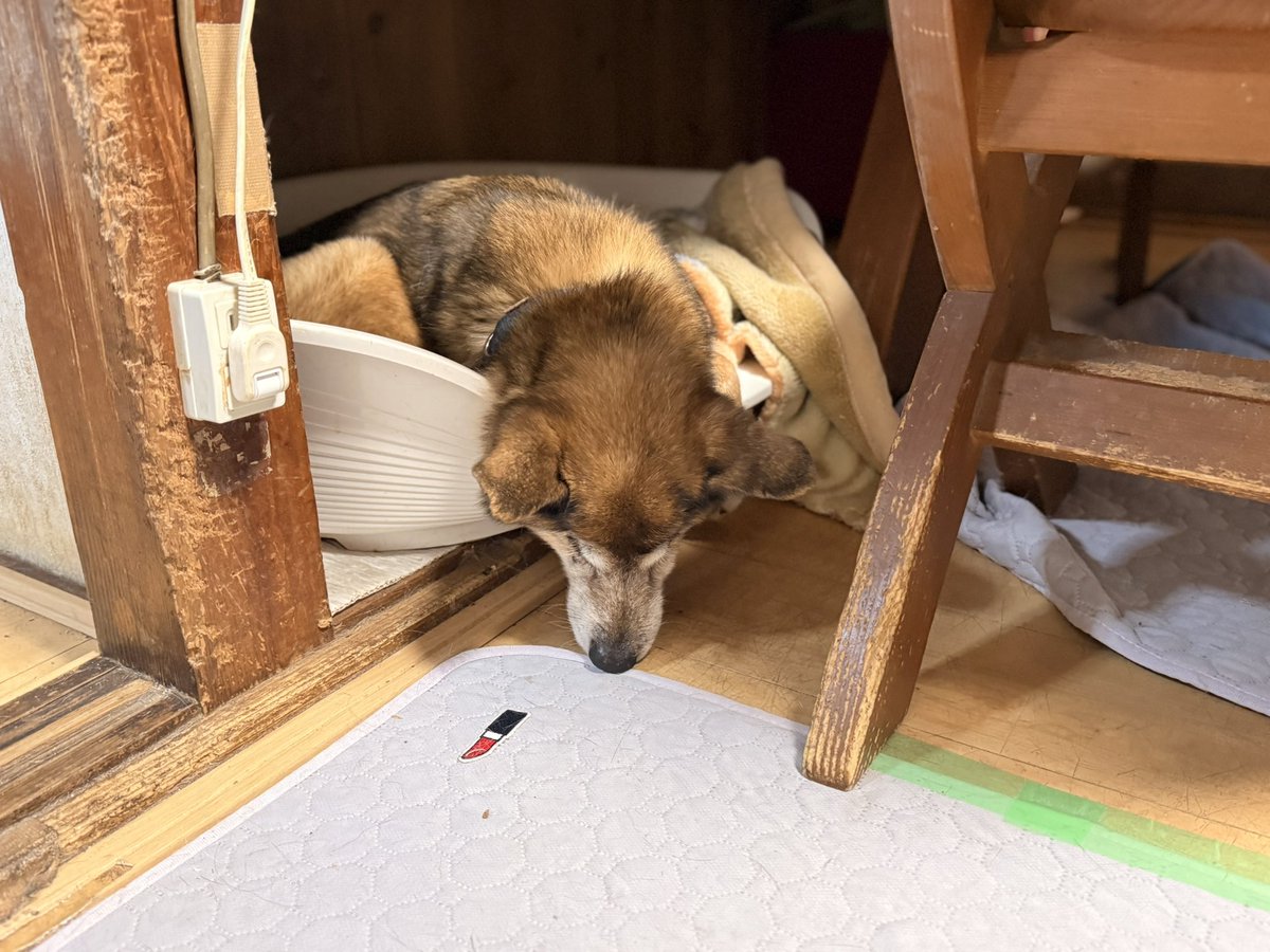 hogoya0310's tweet photo. こんにちは✨
写真は今朝の『チビ』🐶
頭が落っこちてますが
気持ちよさそうに寝てます💤

#保護犬
#イヌ
#雑種犬
#事務所犬
#チビ
#秘密結社老犬倶楽部天国支部
#宮崎
#いのちのはうす保護家 https://t.co/BNId8KT9BR