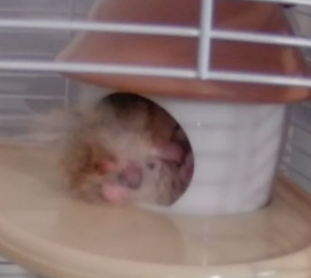 Edward Hamster tweet media