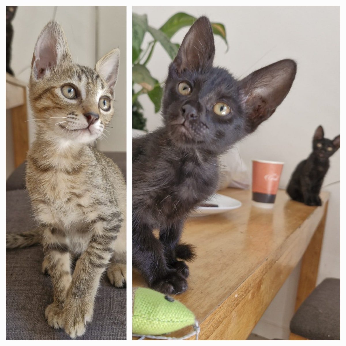 DeGatitos_'s tweet image. GATITOS EN ADOPCIÓN EN VILLA LUGANO!
Tres bebes rescatados, en adopción responsable, 2 panteritas y 1 barcino. Se llevan bien con todos, son adorables.
Nico 11 3948-6912
#GatitosenadopciondefansZONACABA
#VillaLugano