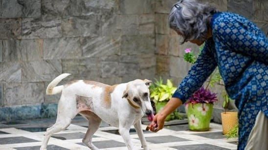 Supreme Court Asks Women Dog Feeders Alleging Harassment And Assault By 'Vigilantes' To Lodge FIRs, Approach High Courts. The bench highlighted that the acts amount to a criminal offense and asked the aggrieved individuals to approach the authorities for registration of FIR.